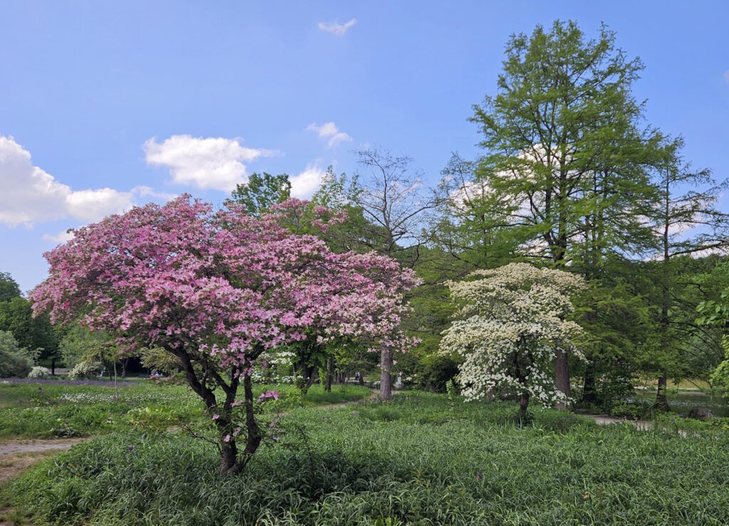 Amerikanischer Blumen-Hartriegel