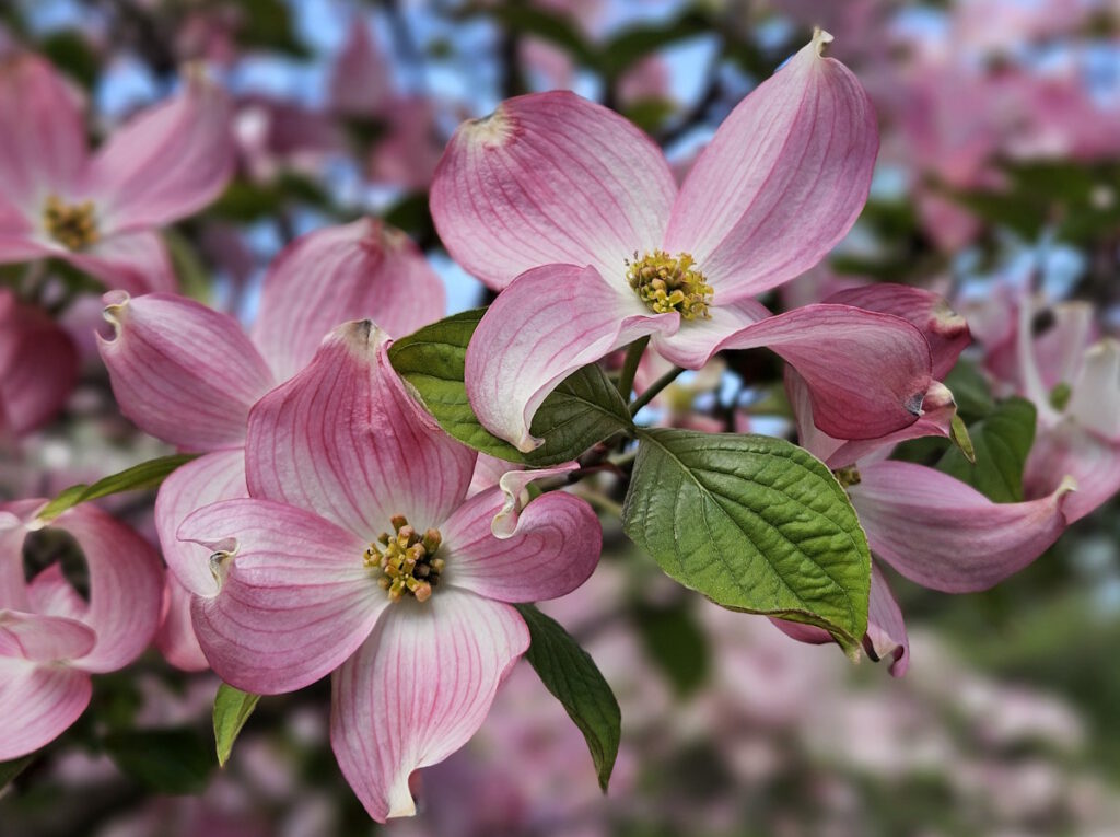Amerikanischer Blumen-Hartriegel