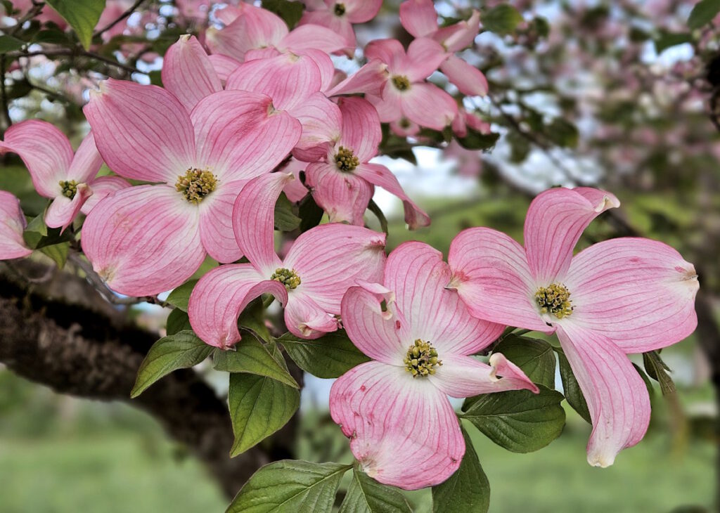 Amerikanischer Blumen-Hartriegel