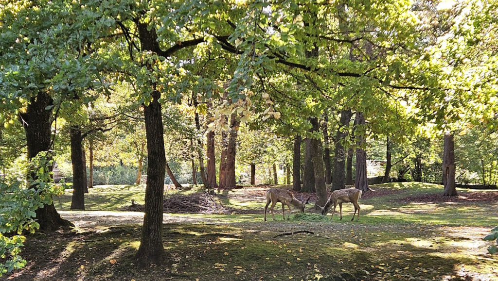 Tierpark Hellabrunn