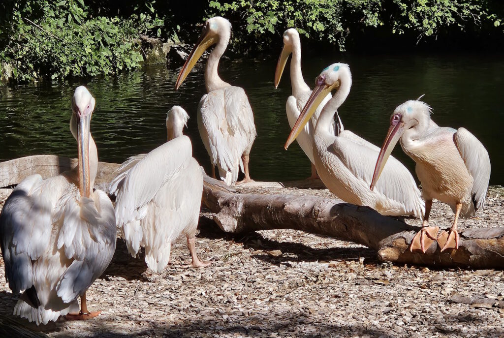 Tierpark Hellabrunn Pelikane