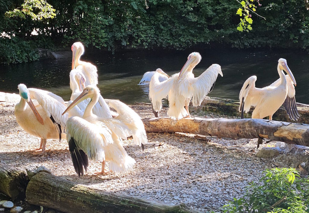 Tierpark Hellabrunn Pelikan