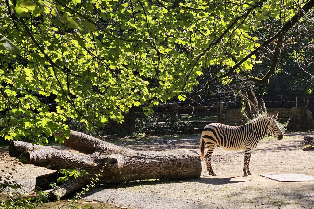 Tierpark Hellabrunn Zebra