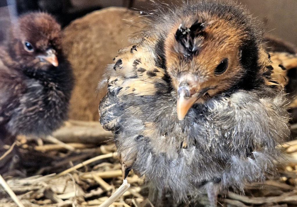 Tierpark Hellabrunn Küken