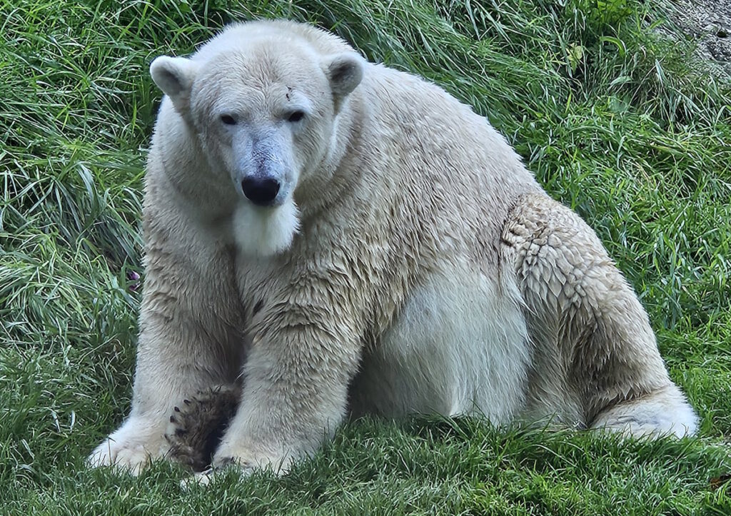 Tierpark Hellabrunn Eisbär