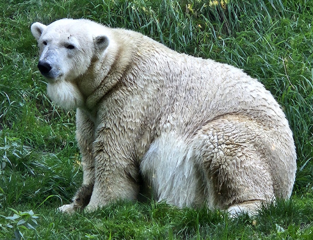 Tierpark Hellabrunn Eisbär