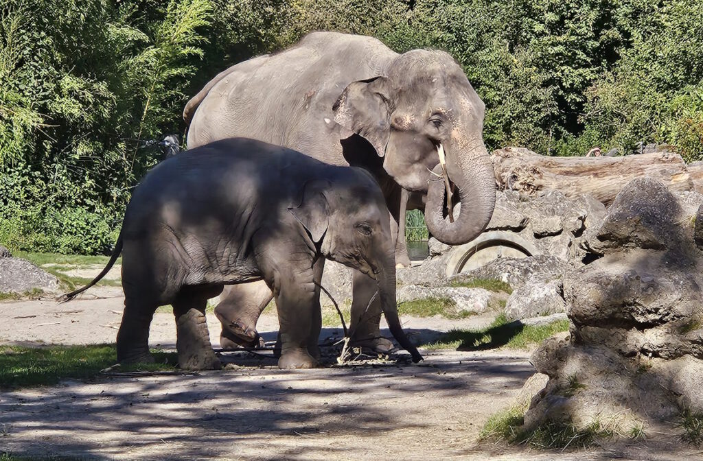Tierpark Hellabrunn Elefanten