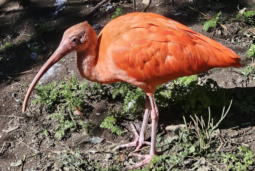 Tierpark Hellabrunn Scharlach Sichler Eudocimus ruber