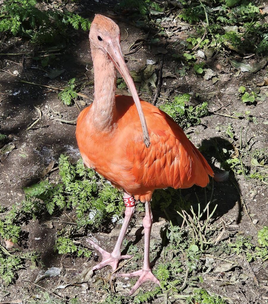 Tierpark Hellabrunn Scharlach Sichler Eudocimus ruber
