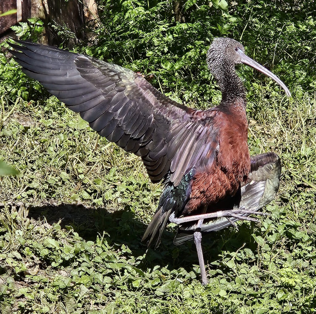 Tierpark Hellabrunn Brauner Sichler