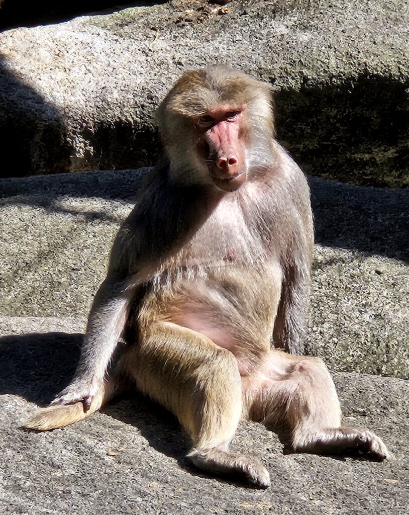 Tierpark Hellabrunn Pavian