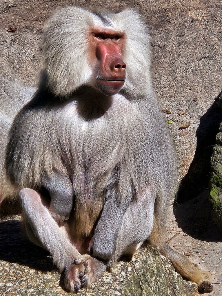 Tierpark Hellabrunn Pavian