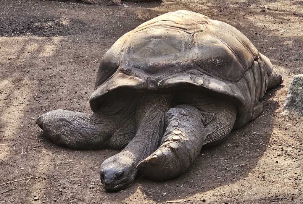 Tierpark Hellabrunn Schildkrötenhaus