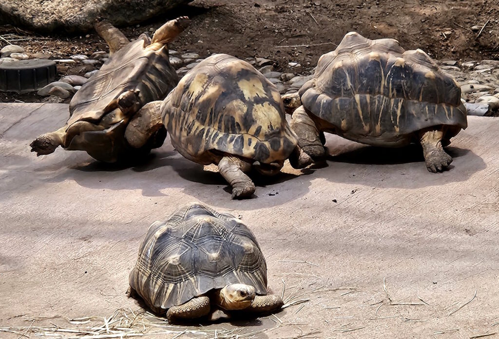 Tierpark Hellabrunn Schildkrötenhaus