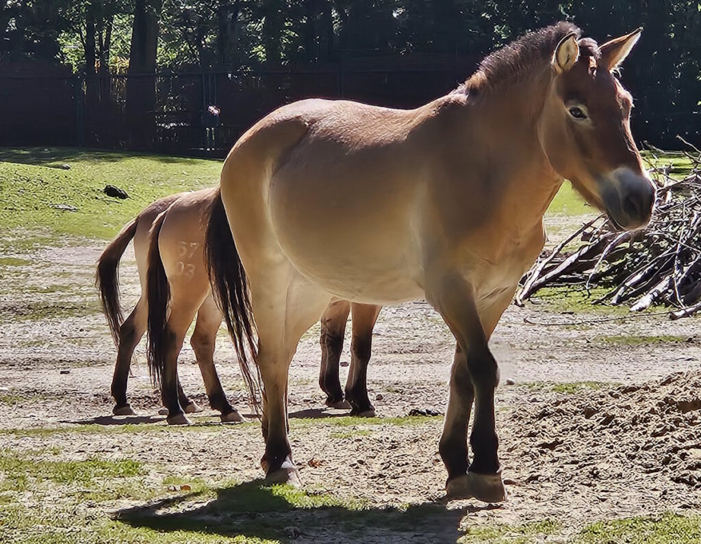 Tierpark Hellabrunn Wildpferde
