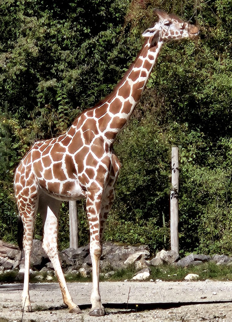 Tierpark Hellabrunn Giraffe