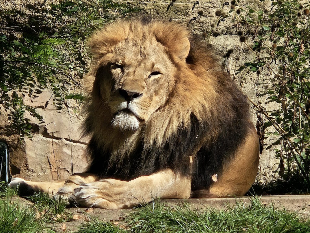Tierpark Hellabrunn Löwe