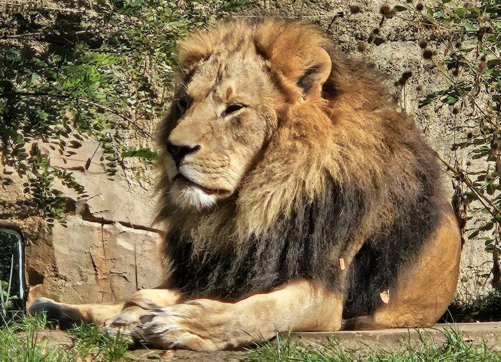 Tierpark Hellabrunn Löwe