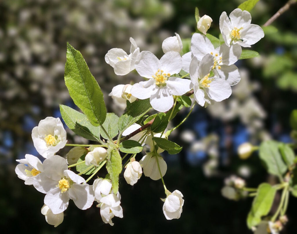 Apfelblüte