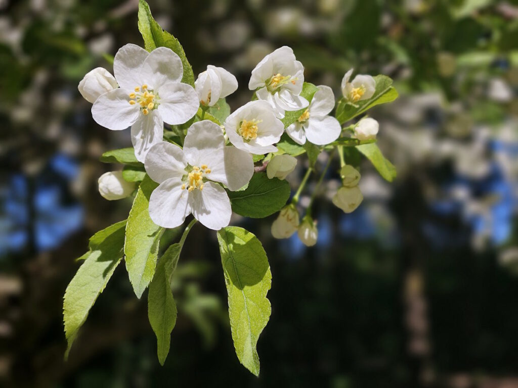 Apfelblüte