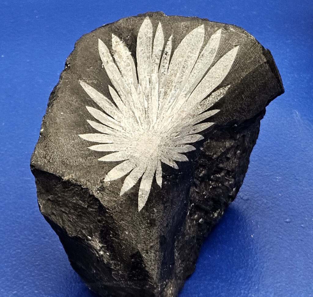 Coelestin auf Schieferton