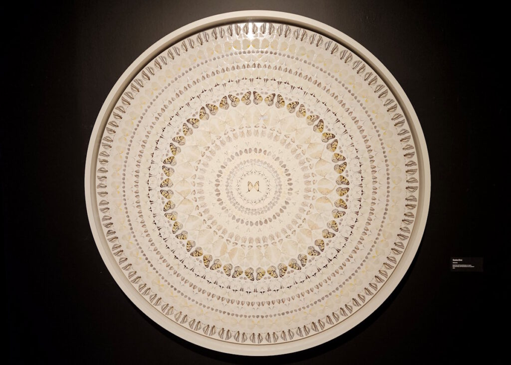 Damien Hirst: Infestus