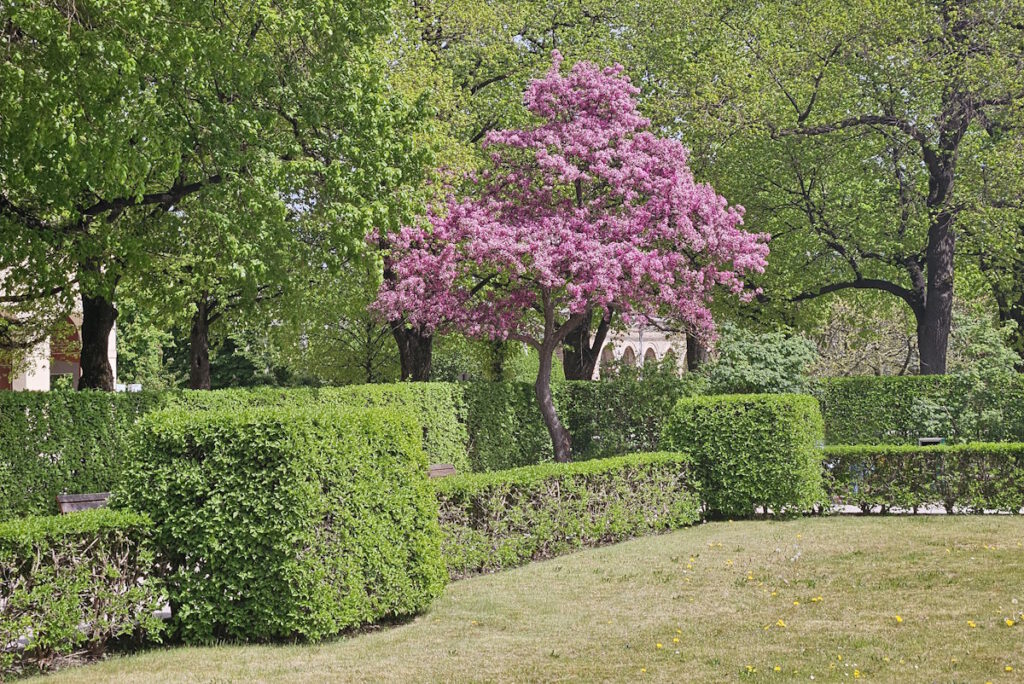 Apfelblüte im Hofgarten