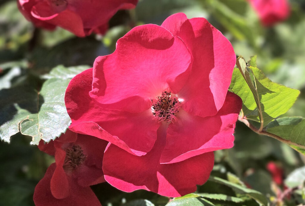 Strauchrose Robusta im Hofgarten