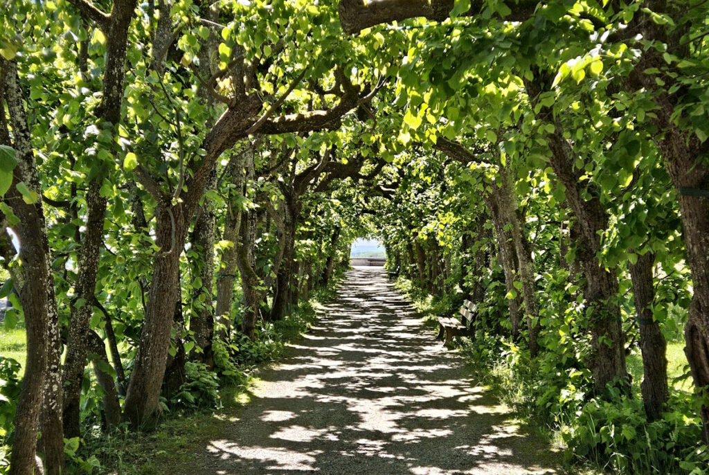  Lindenlaubengang im Hofgarten